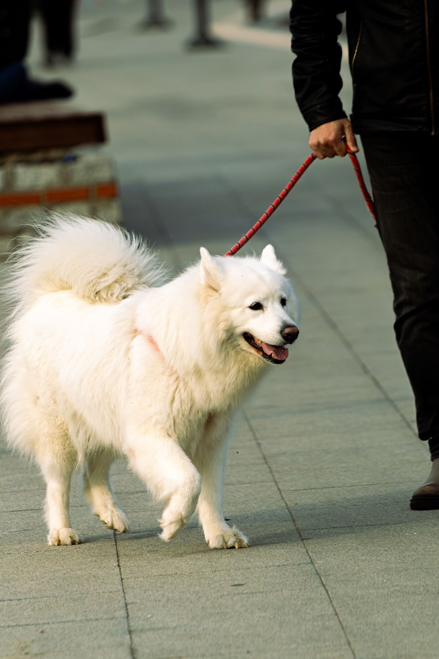 Perro caminando con la correa tensa, sin control del paseo