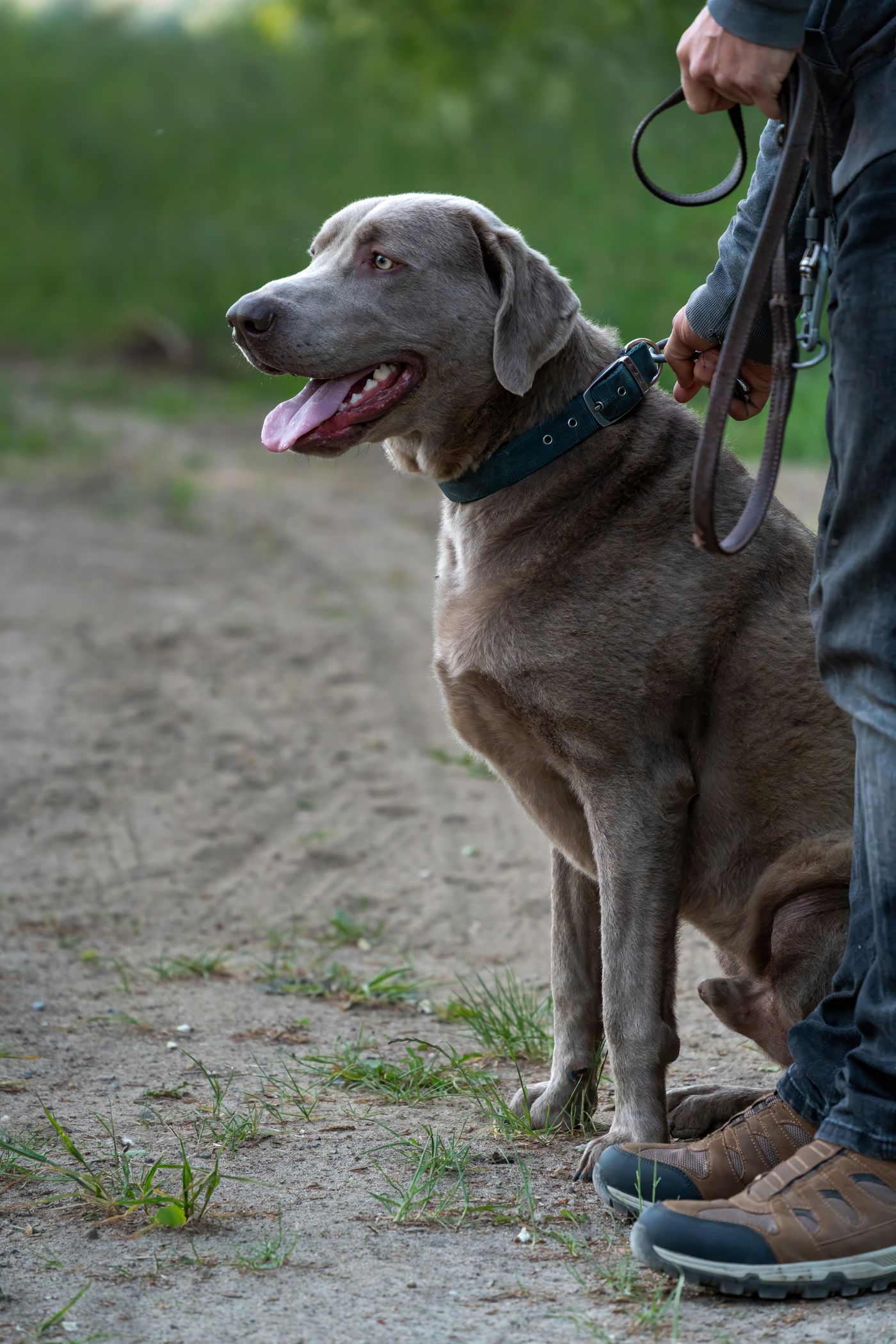 Perro paseando tranquilo y obediente junto a su dueño, correa floja