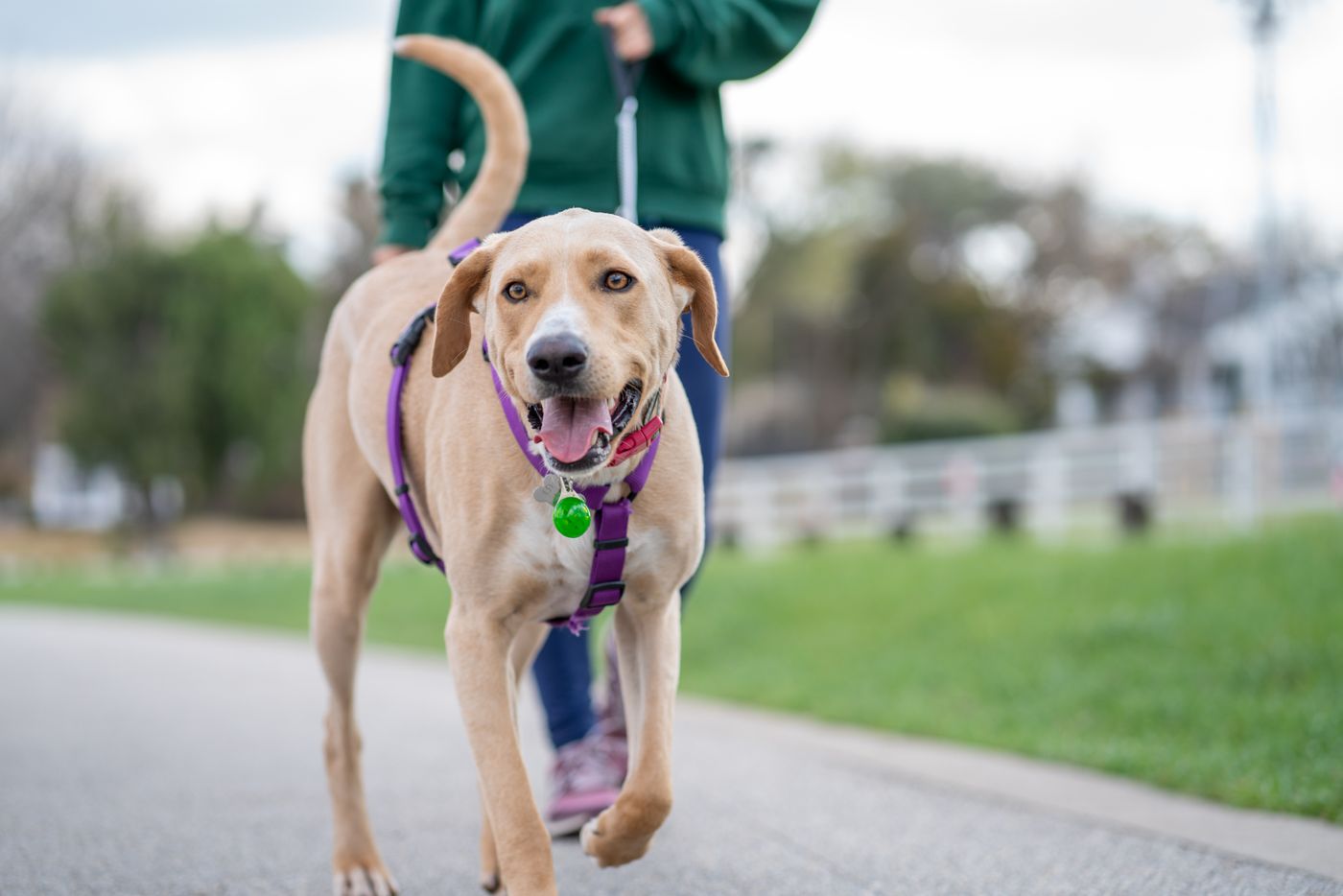 Perro caminando feliz junto a su dueño con el arnés antitirones Pasofirme y la correa floja